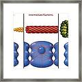 Cytoskeleton Components, Diagram Framed Print