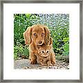 Dachshund And Tabby Framed Print