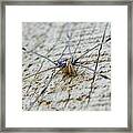 Daddy's Long Legs Framed Print