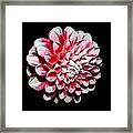 Dahlia By Night In Pink And White Framed Print