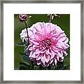 Dahlia Standout Framed Print