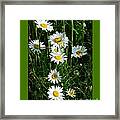 Daisies-i Framed Print