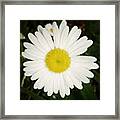 Daisy #daisy#flower #flowers #nature Framed Print