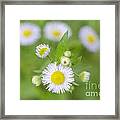 Daisy Flowers Framed Print