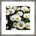 Daisies In A Field Framed Print