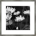 Daisy In Black And White Framed Print