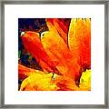 Dancing Daisy 3 Framed Print