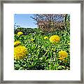 Dandelion - Spring Sunshine Framed Print