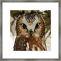 Dark Eyes - Saw-whet Owl Framed Print