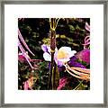 Day In The Garden At Pcc         Pasadena City College Framed Print