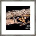 Dead Leaf Mantis Framed Print