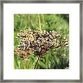 Dead Thistle Framed Print