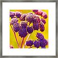 Dead Weed On Lime Framed Print