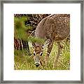 Deer 1661 Framed Print