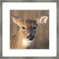 Deer At Dusk Framed Print