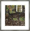 Deer In Forest Framed Print