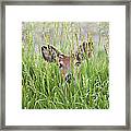 Deer In Hiding Framed Print