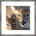 Deer With Young Framed Print