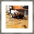 Definitely Should Be #beetle Season, I Framed Print