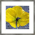 Delicate And Strong Framed Print