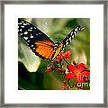 Delicate Monarch Framed Print