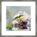 Delicate Peony Framed Print