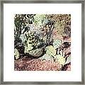 Desert's Collection Of Dried Flowers 3 Framed Print