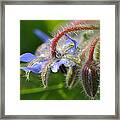 Dew On Purple Flower Framed Print