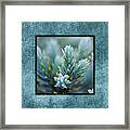 Dew On The Pine Ii Photo Square Framed Print