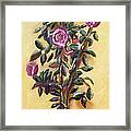 Dew Upon The Roses Framed Print