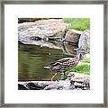 Diary Of A Mad Brown Duck Framed Print