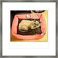 Dima Had To Spend 2 Weeks At The Vet Framed Print