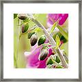 Discussing When To Bloom Framed Print