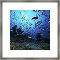 Divers & Fish At Beqa Lagoons Premier Framed Print
