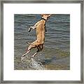 Dog 60 Framed Print