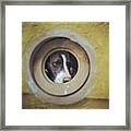 #dog #look #window #wall #instagram Framed Print