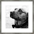 Dogs Portrait Framed Print