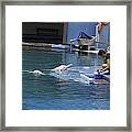 Dolphin And Trainer At The Underwater World In Sentosa In Singap Framed Print