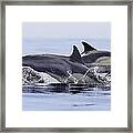 Dolphins At Play Framed Print