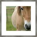 Domestic Horse Equus Caballus Portrait Framed Print