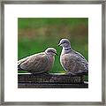 Doves Framed Print