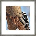 Downey Woodpecker Framed Print