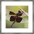 Dragonfly Closeup Framed Print
