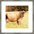 Dreamy Jersey Cow Framed Print