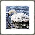 Dribbling Swan Framed Print