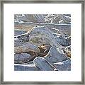 Driftwood Beach Art Prints Coastal Morning Light Nature Framed Print