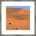 Dromedary Camelus Dromedarius Camel Framed Print
