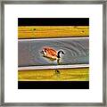 Duck On Canal Framed Print