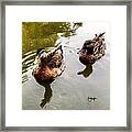 Duck Pond Framed Print