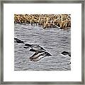 Ducks In Flight Framed Print